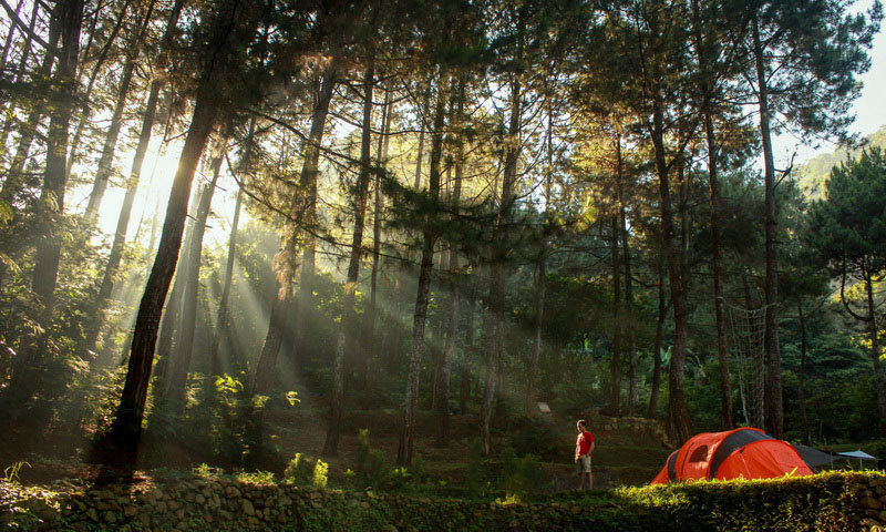 indonesia forest bathing